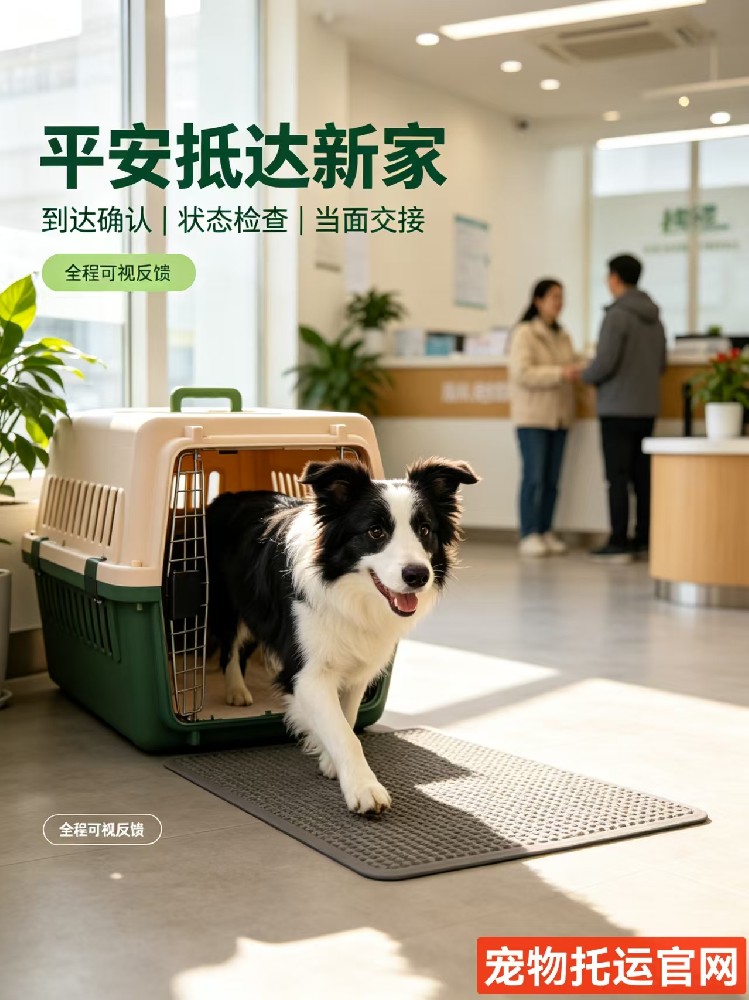 宠物托运2.jpg